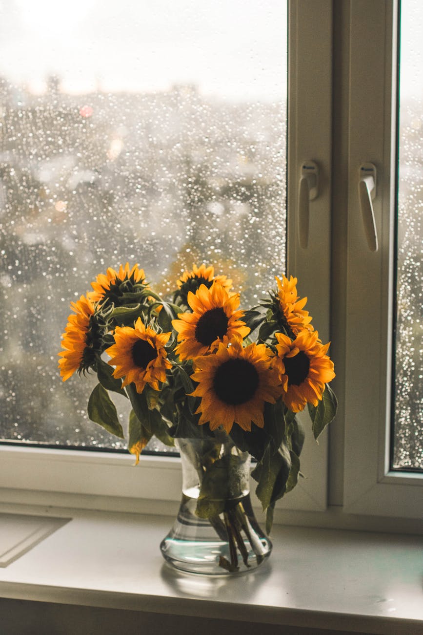 yellow sunflowers in clear glass vase